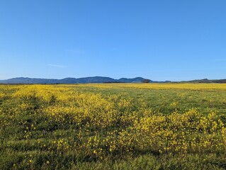 Cowell Ranch State Beach farm field landscape, wildflower farm field, Half Moon Bay coastal farm field