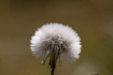 Beautiful White Dandelion with a shallow depth of field, wild nature in the bushveld field. Wildflowers