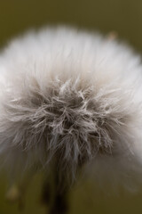 Beautiful White Dandelion with a shallow depth of field, wild nature in the bushveld field. Wildflowers
