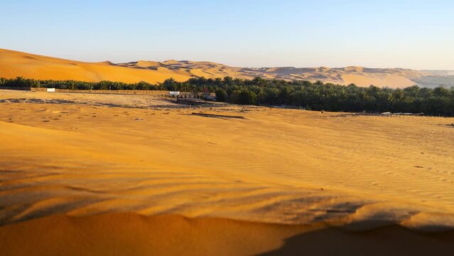 Farm of palm tree and camels in Oasis of Liwa city beautiful sunrise sand dune desert.