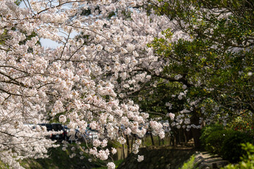 満開の桜のある風景 2023年