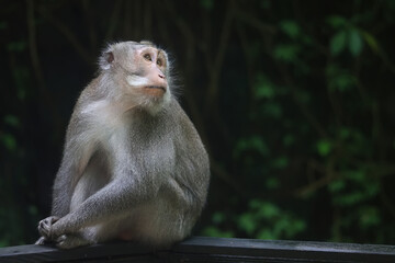 Naklejka na ściany i meble monkey in the wild macaque asia jungle park