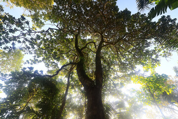 spring rainforest trees green leaves jungle