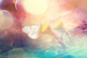 butterfly on a flower springtime abstract tinted background spring