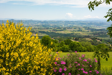 Tuscany landscape in spring  season with yellow gorse in full flower along the Via Francigena route from Gambassi Terme to San Gimignano, Tuscany region, Italy, Europe - obrazy, fototapety, plakaty