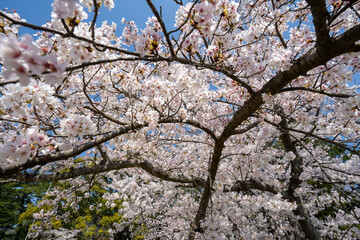 Obraz premium 満開の桜のある風景 2023年