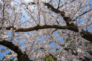 Fototapeta premium 満開の桜のある風景 2023年
