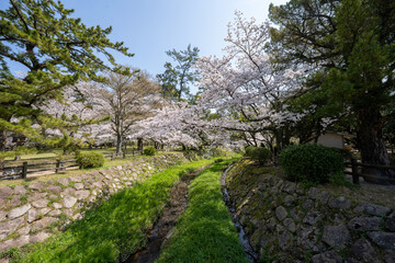 Fototapeta na wymiar 満開の桜のある風景 2023年