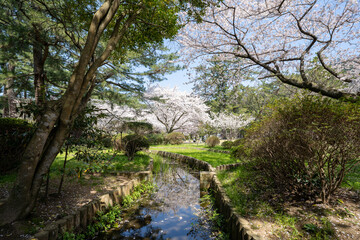 満開の桜のある風景 2023年
