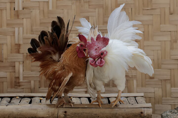 Two adult roosters are fighting for territory. Animals that are cultivated for their meat have the...