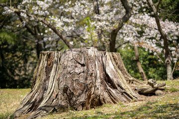 切り株と桜