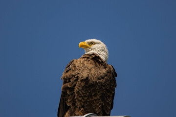 Close up detail shoot of an bald eagle 