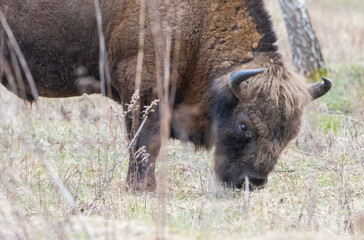 European Bison(Bison bonasus) male