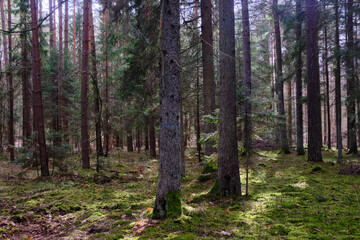 Springtime coniferous forest tree stan in sun