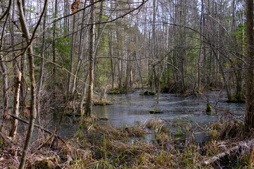 Standing water in rich swampy deciduous forest