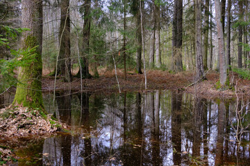 Obraz premium Standing water in rich swampy coniferous forest