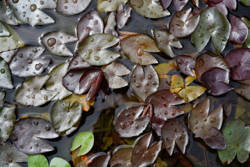 Several small lotus leaves float in the water.