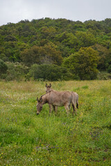 Naklejka na ściany i meble Zwei Esel auf dem Feld auf Sardinien