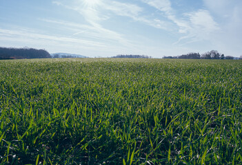 Green field, farmland with picturesque European landscape. Road in the middle of fields. Soft light. footage video drone view. in the background a range of mountains