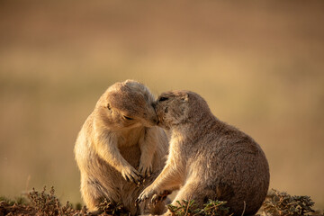 prairie dogs showing love to each other 