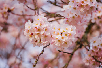 Close up detail shoot of cherry blossom