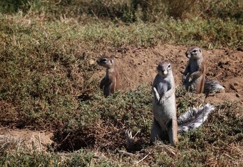 Ground Squirrel
