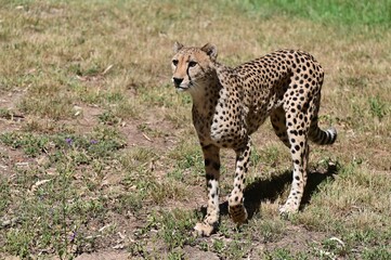 Cheetah looking for prey