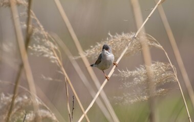  Menetries`s Warbler (Sylvia mystacea) is a passerine bird that appears in the Southeastern Anatolia region of Turkey.
