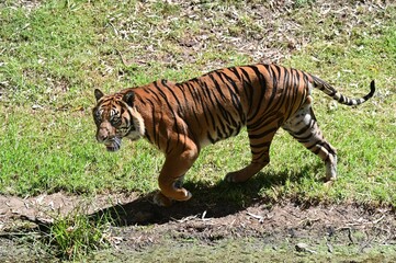 Fototapeta na wymiar Sumatran tiger looking for a prey