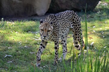 Cheetah stalking for prey