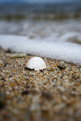 Eine Muschel am Sandstrand von Sardinien