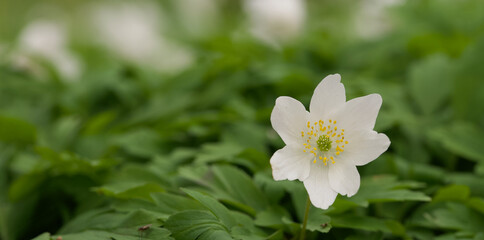 Beautiful close-up of an anemone nemerosa flower