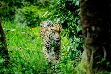 leopard/jaguar in the wood looking for food
