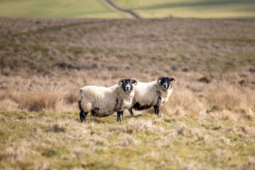 Sheep in Lomond Hills Regional Park, Scotland - 590728443