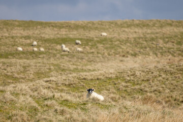 Sheep in Lomond Hills Regional Park, Scotland - 590728450