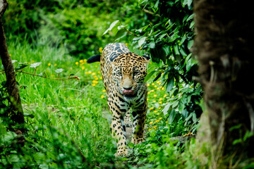 leopard/jaguar in the wood looking for food