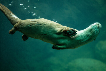 sea otter swimming 