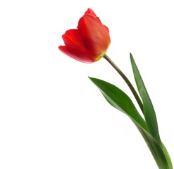 Red tulip isolated on white background