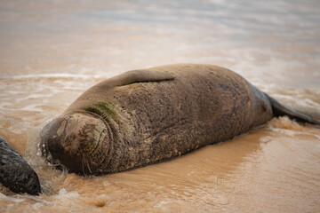 seal on the beach taking nap and playing