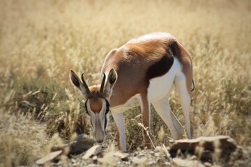 Springbok