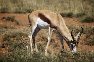 Springbok