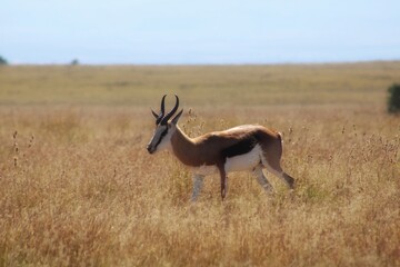 Springbok