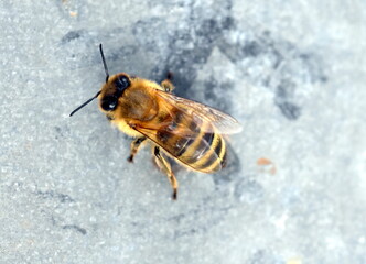 Bienen auf dem Blechdach eines Bienenstocks