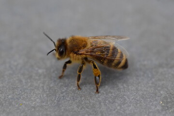 Bienen auf dem Blechdach eines Bienenstocks