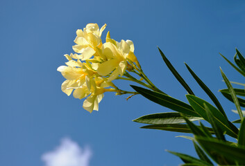 light yellow oleander flower closeup. botanical name Nerium oleander. mediterranean shrub. beauty...