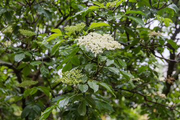 Fototapeta premium Wet bush of blooming elder with flowers and flower buds