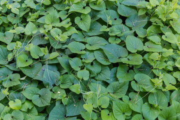 Climbing plants on the forest glade in a shade