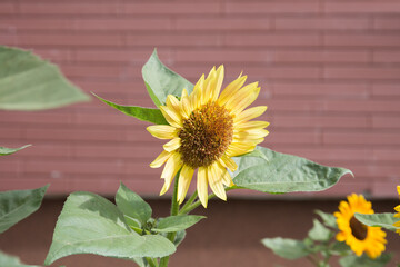 Decorative sunflower on a blurred background of brown wall