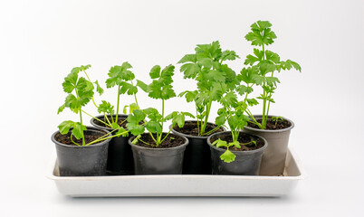 Fresh organic celery growing in the pot isolated on white background
