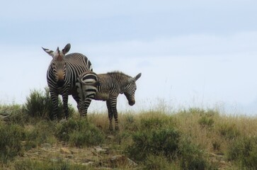 Fototapeta na wymiar Zebra and Baby